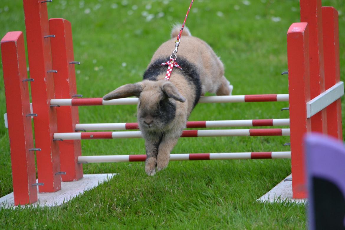 Kanin Æblehavens Zorra. billede 18
