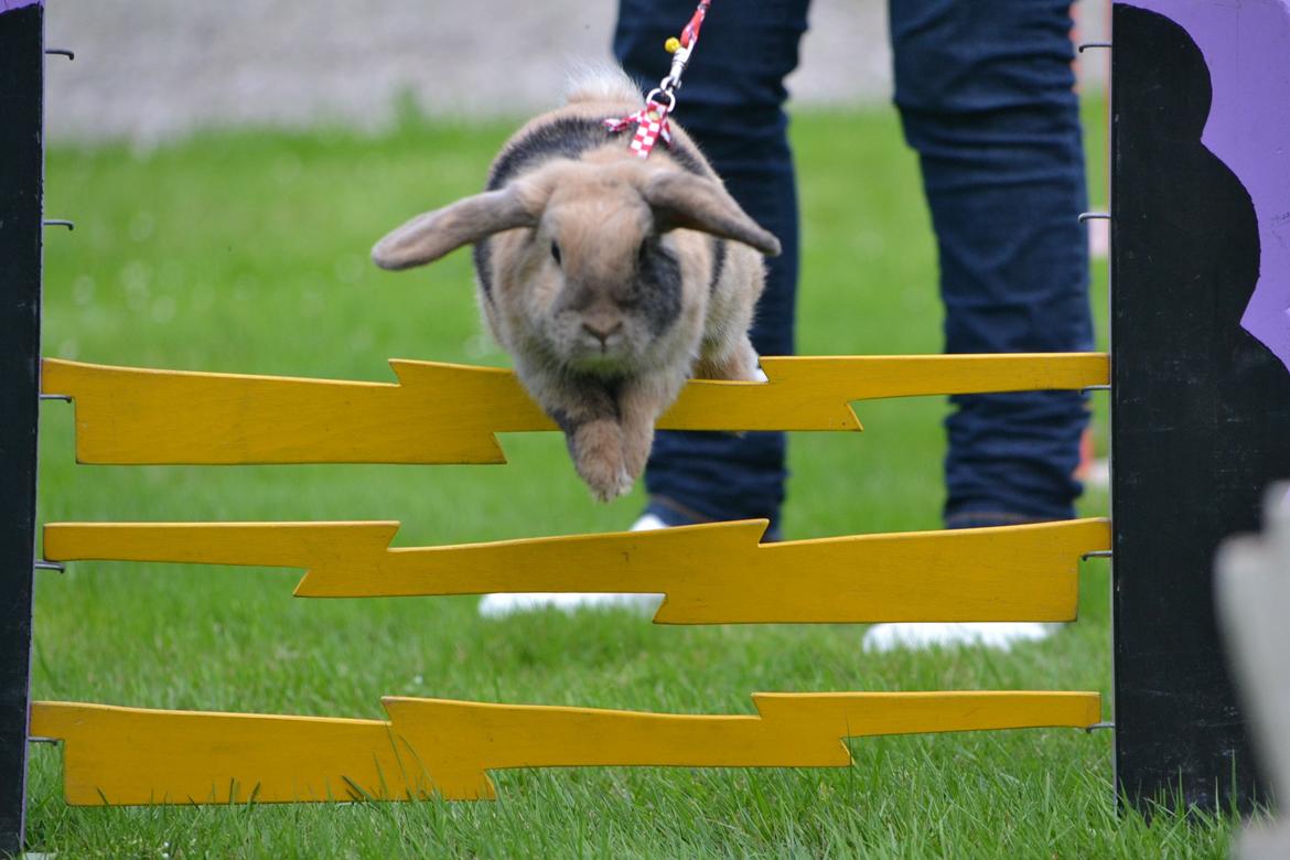 Kanin Æblehavens Zorra. billede 15