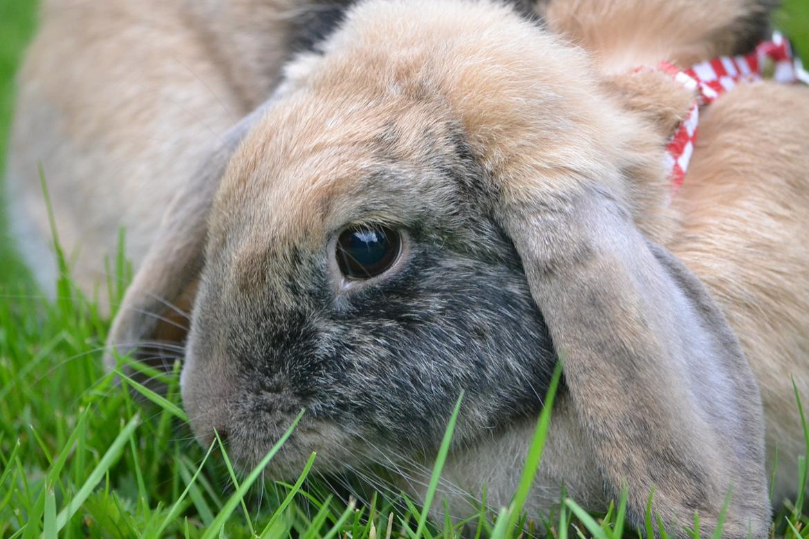 Kanin Æblehavens Zorra. billede 3