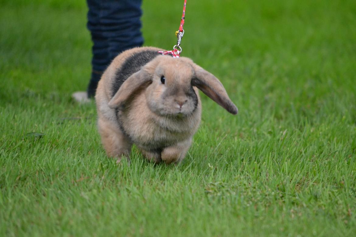 Kanin Æblehavens Zorra. billede 17