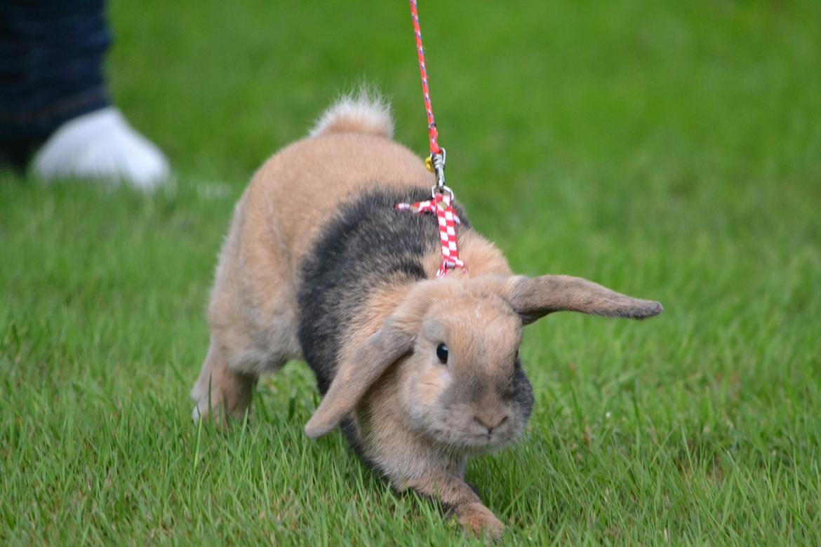 Kanin Æblehavens Zorra. - Elsker hendes udtryk på dette billede. Min pige.<3 billede 19