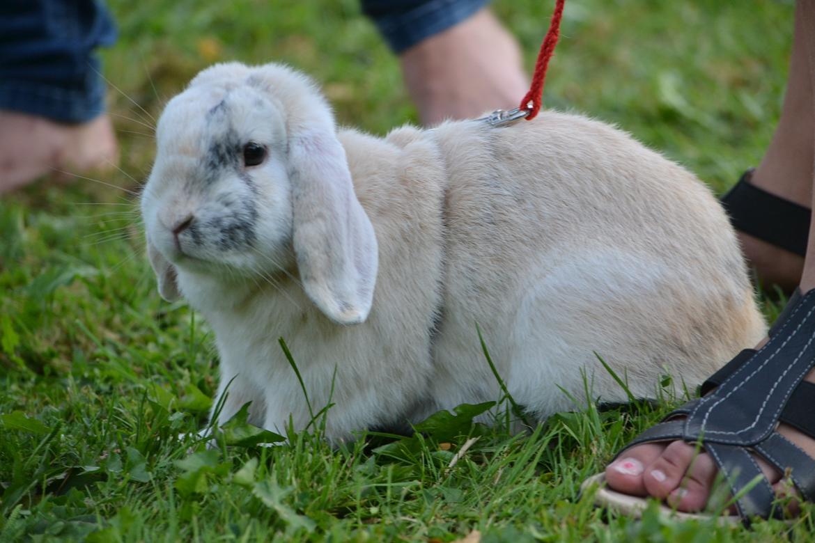 Kanin LA's Kato billede 3