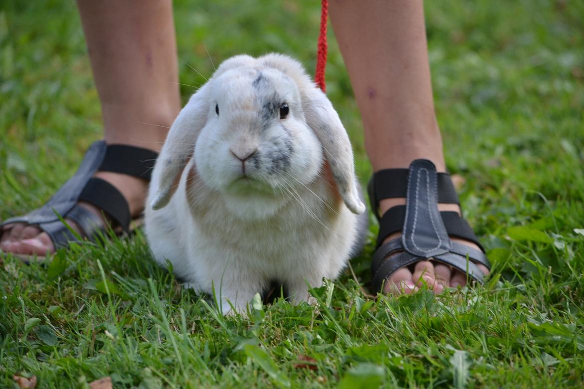 Kanin LA's Kato billede 4