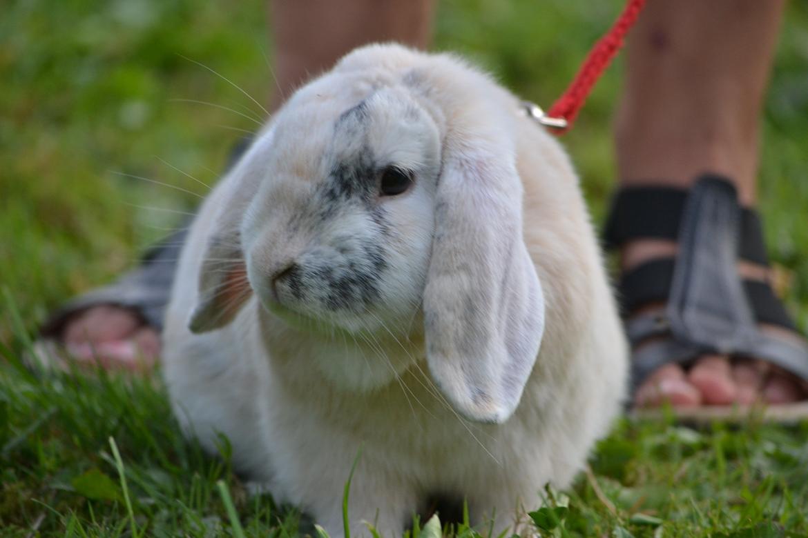 Kanin LA's Kato billede 5