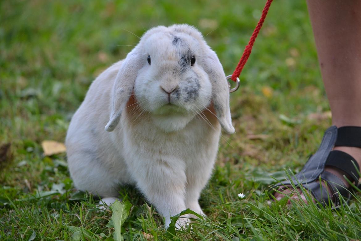 Kanin LA's Kato billede 1