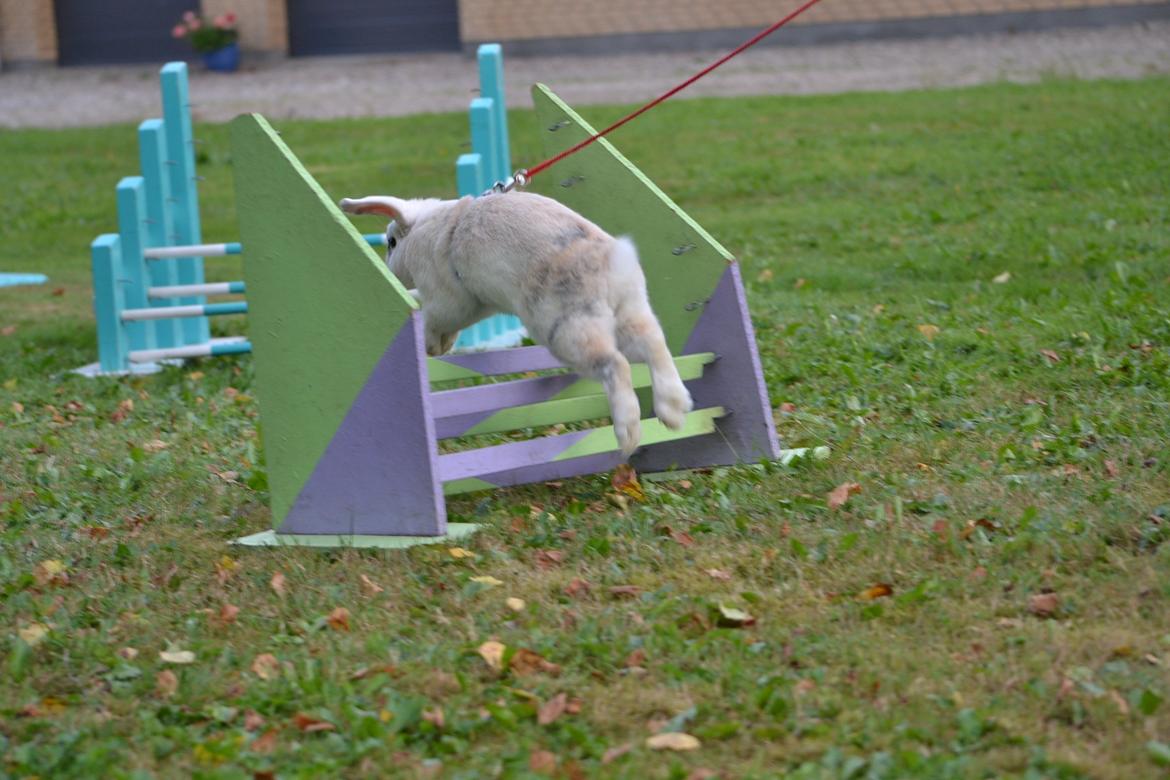 Kanin LA's Kato billede 6