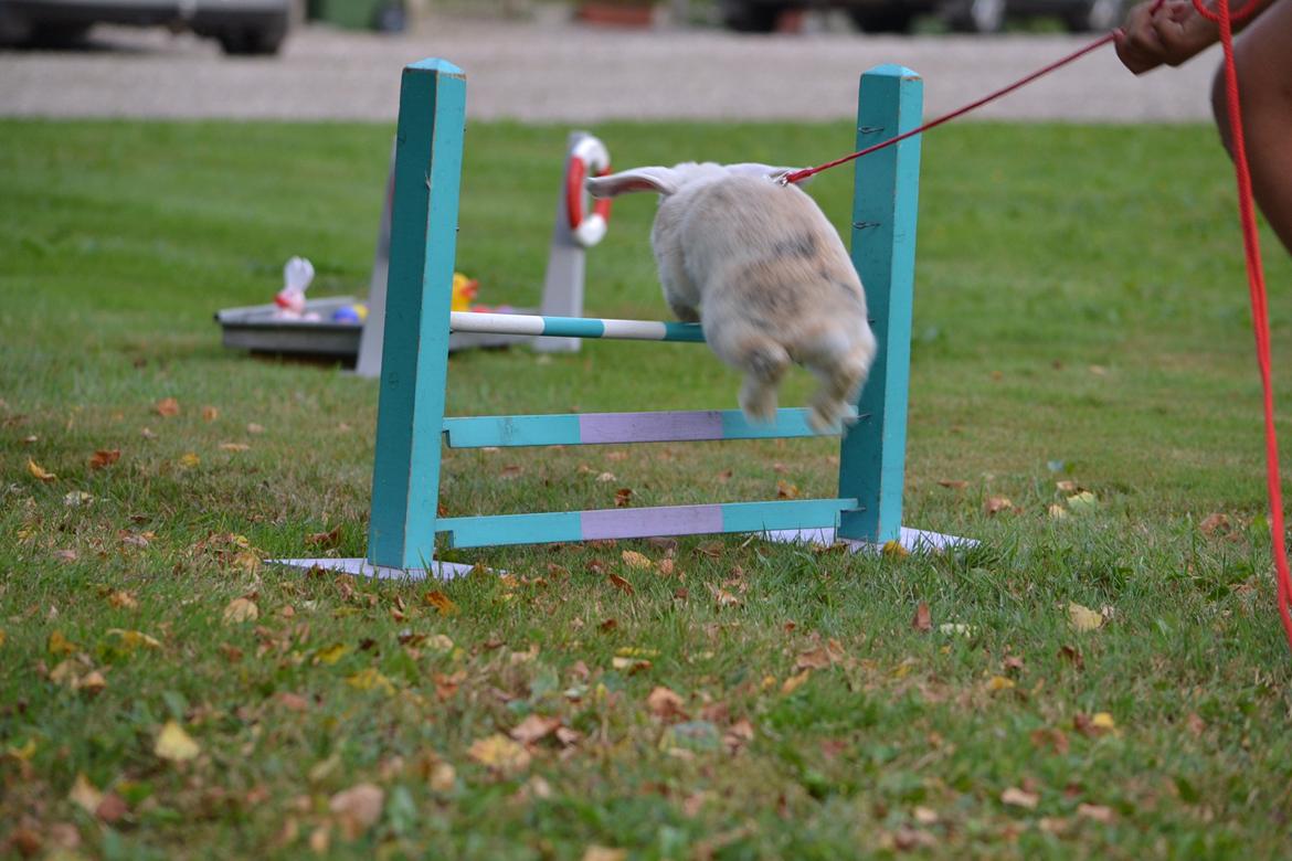 Kanin LA's Kato billede 2