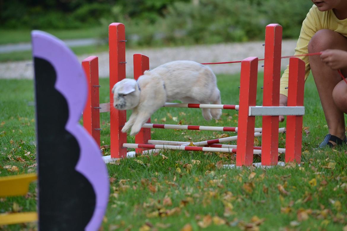 Kanin LA's Kato billede 7