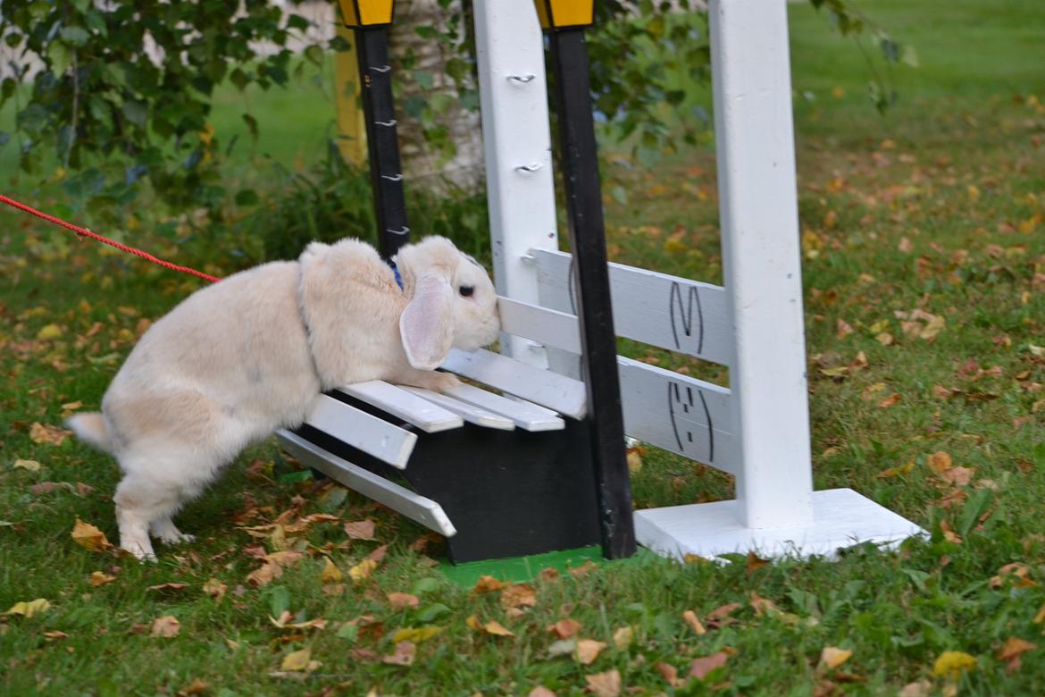 Kanin LA's Kato - Første gang han hilser på bænken. billede 8