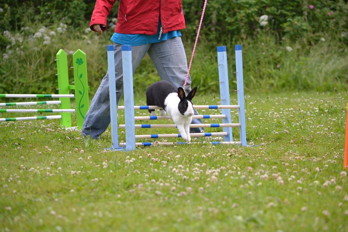 Kanin Surprise Chiaka - Odense, let lige 2 fejl. billede 3