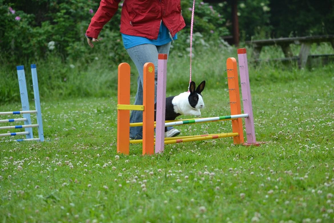 Kanin Surprise Chiaka - Vi kan godt :) billede 6