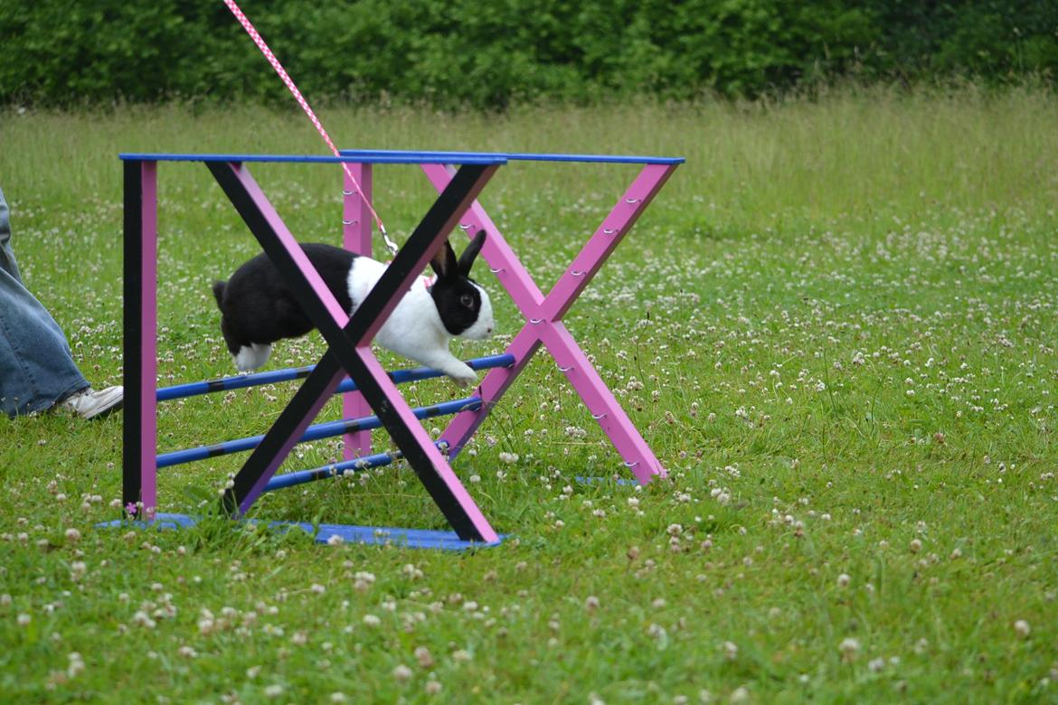 Kanin Surprise Chiaka billede 10