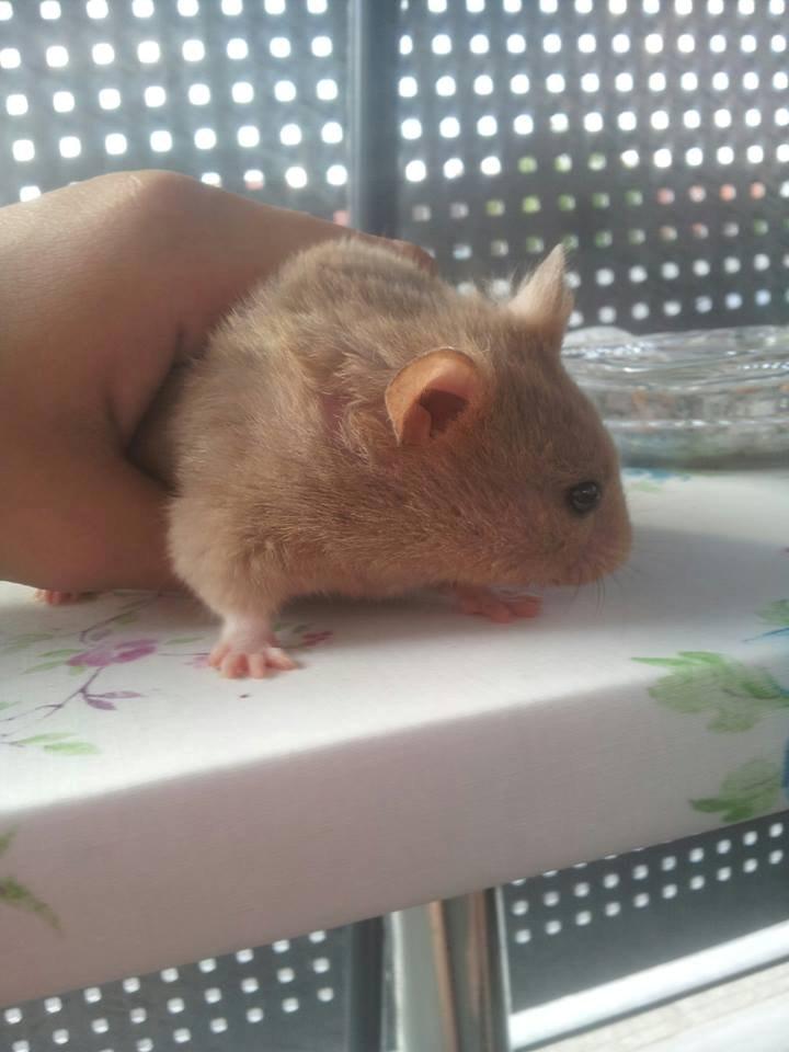 Hamster Prop <3 billede 11