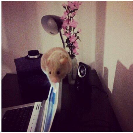 Hamster Prop <3 - Prop går på line på min computer? ♥ billede 8