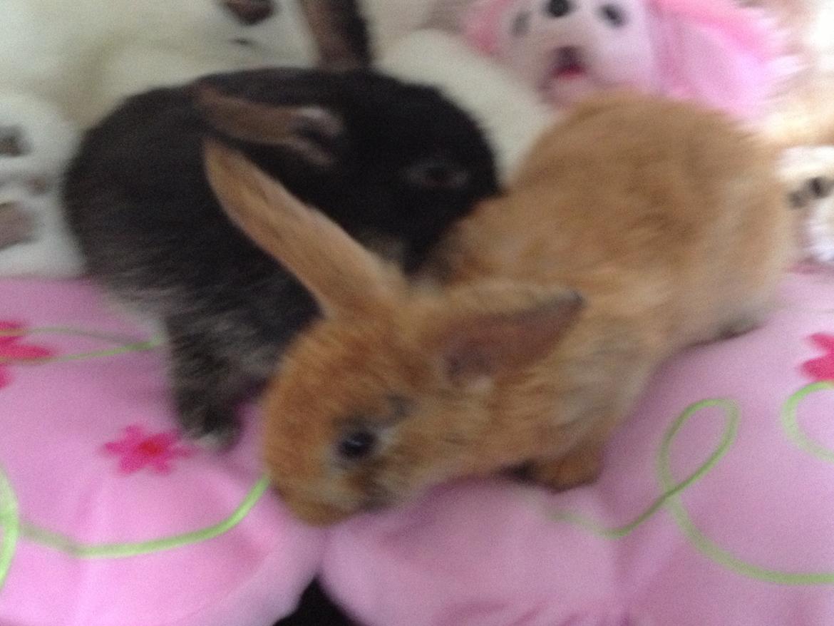 Kanin Sembaline billede 2