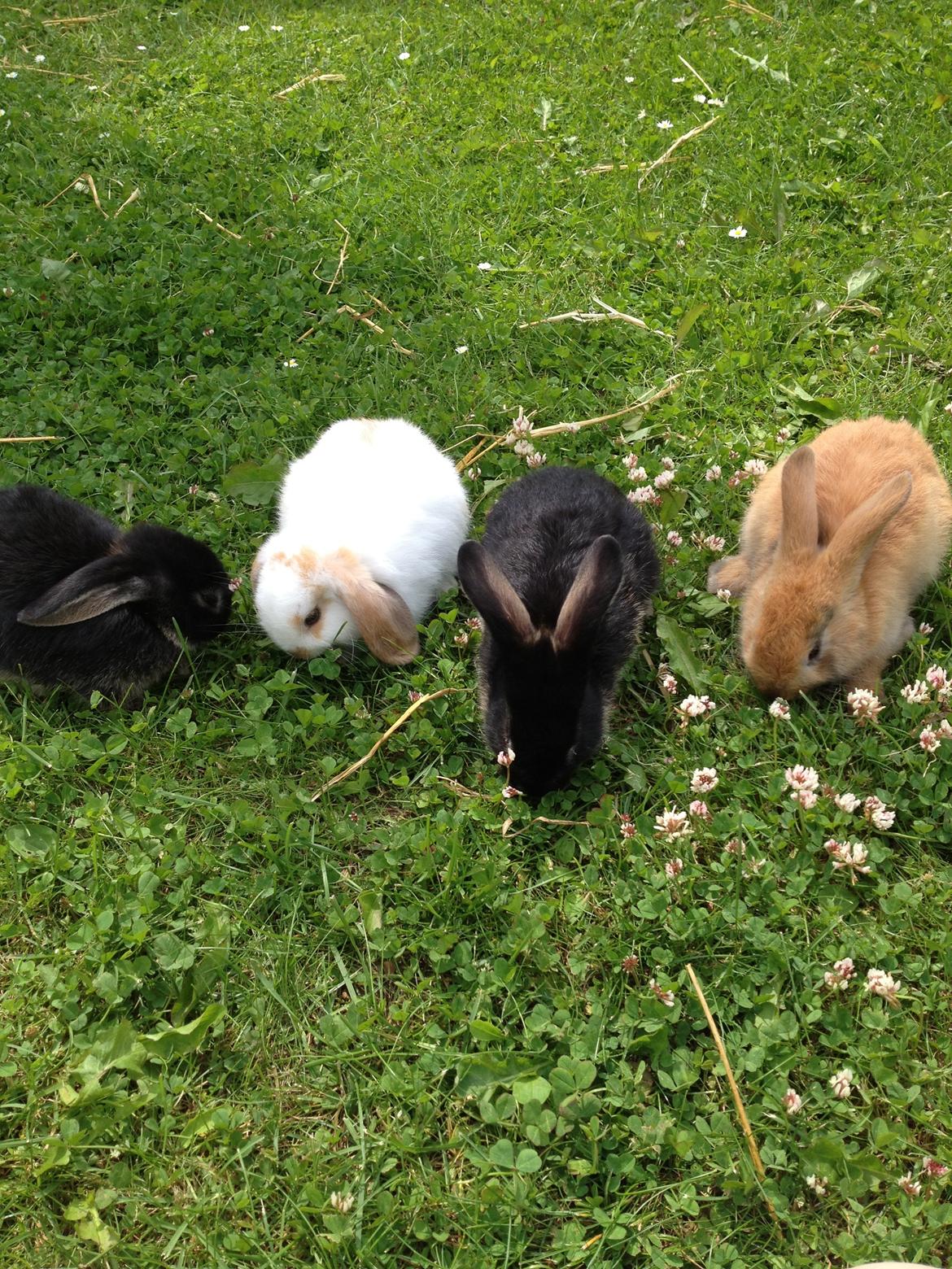 Kanin Sembaline billede 3