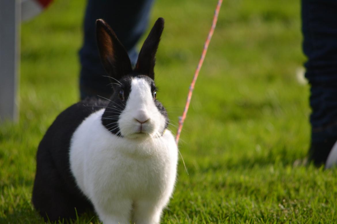 Kanin Surprise Chiaka - Hov! Var du der? billede 2