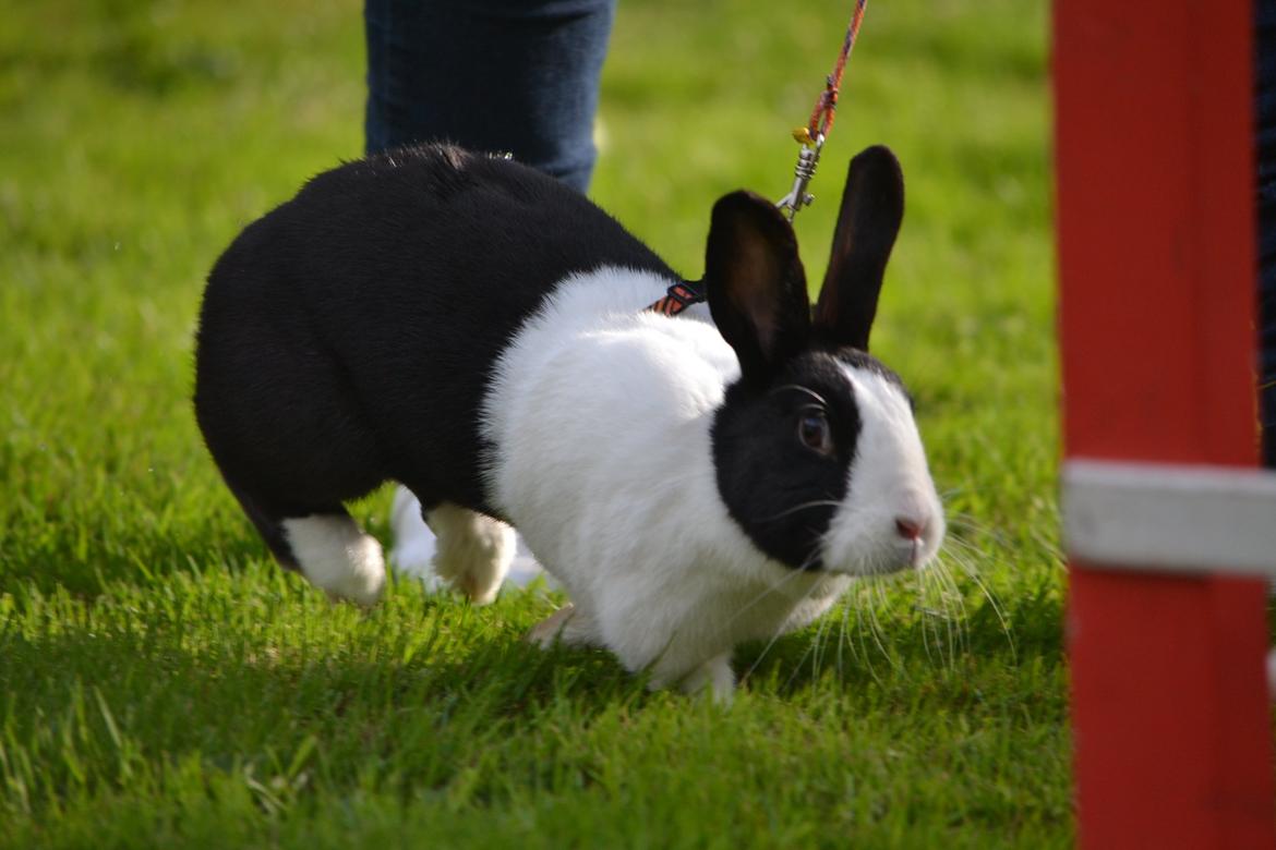 Kanin Surprise Chiaka billede 21