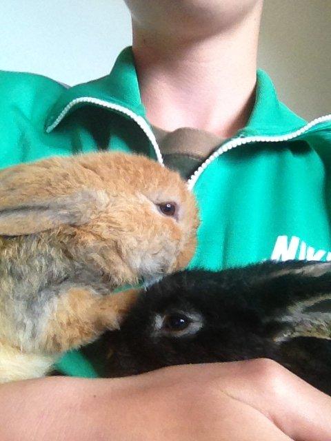 Kanin Sembaline billede 1