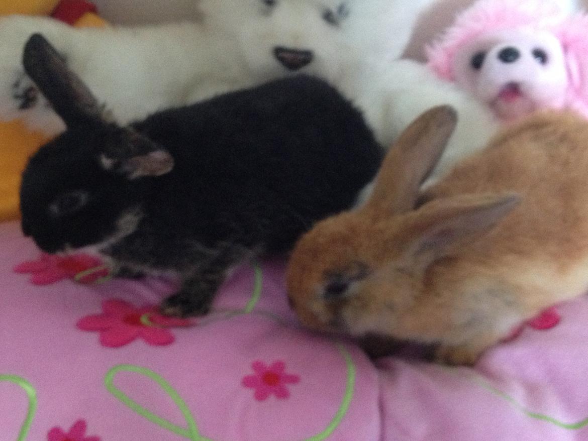 Kanin Sembaline billede 4