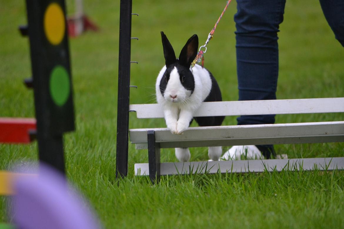 Kanin Surprise Chiaka billede 22