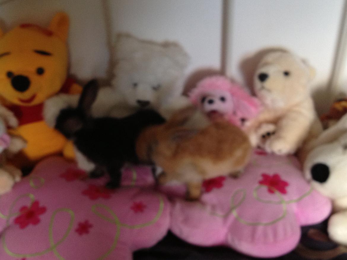 Kanin Sembaline billede 5