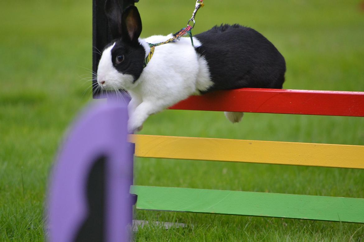 Kanin Surprise Chiaka billede 14