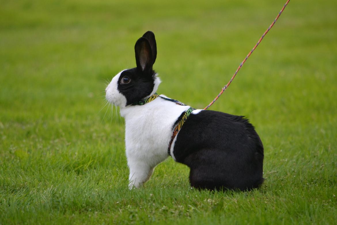 Kanin Surprise Chiaka - Sidde fin ;)
Træning 2013 billede 4