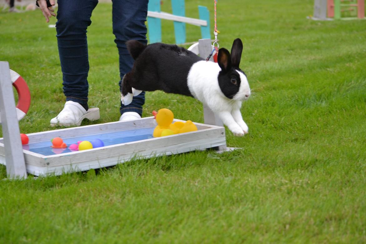 Kanin Surprise Chiaka - En af de første gange hun hopper vellykket vandgrav med mig :) billede 8