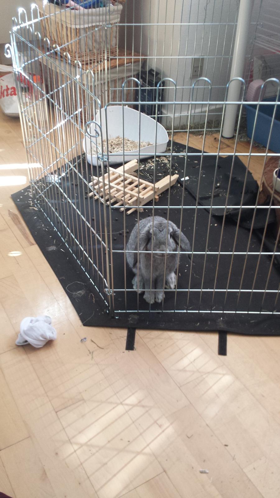 Kanin Har stadig intet - En morgen hvor jeg stod lidt senere op end normalt, sad hun og kiggede sådan der på mig. Er sikker på hun undrede sig over hvor hendes morgenmad blev af! :P billede 4