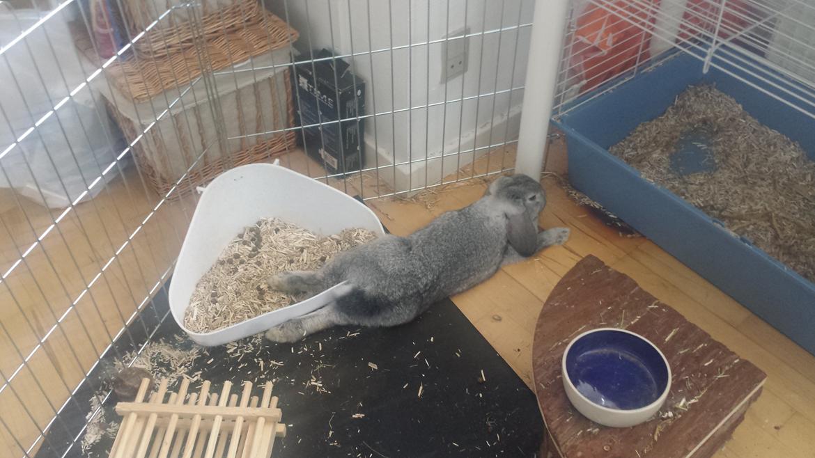 Kanin Har stadig intet - Hun forstår ihvertfald konceptet med at slappe af! :-) billede 5