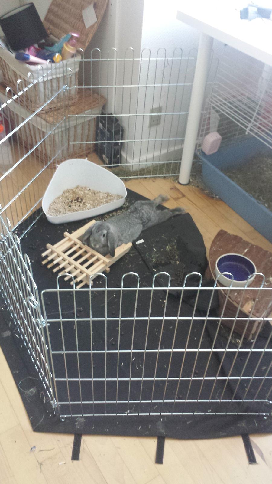 Kanin Har stadig intet billede 7