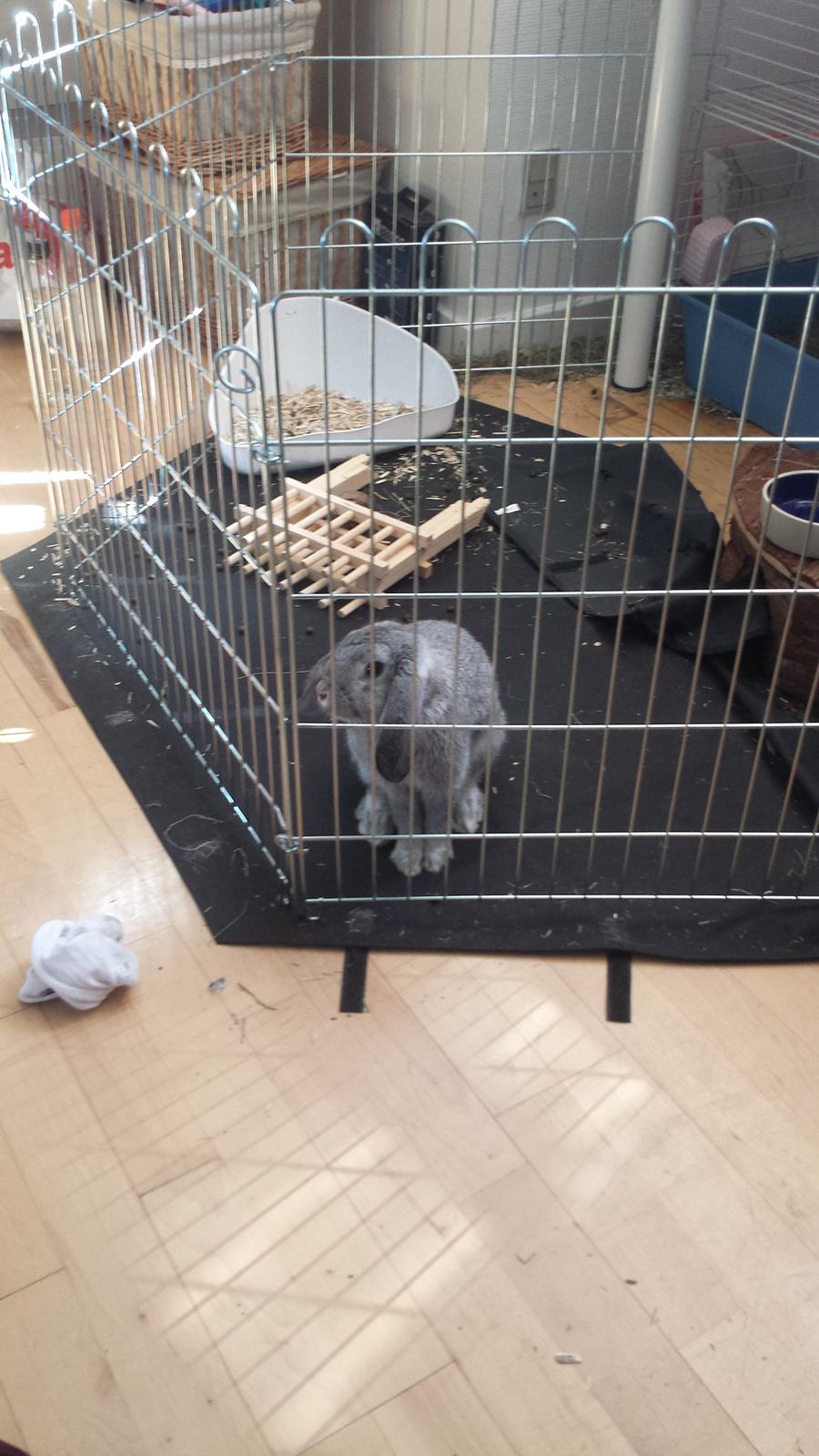 Kanin Har stadig intet - En morgen hvor jeg stod lidt senere op end normalt, sad hun og kiggede sådan der på mig. Er sikker på hun undrede sig over hvor hendes morgenmad blev af! :P billede 6