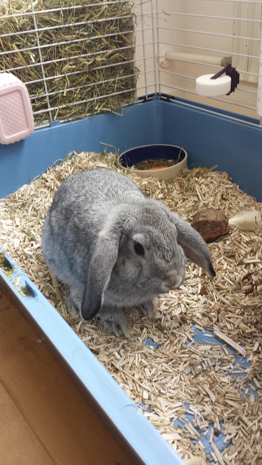Kanin Har stadig intet - Her er hun lige flyttet ind :-) billede 8