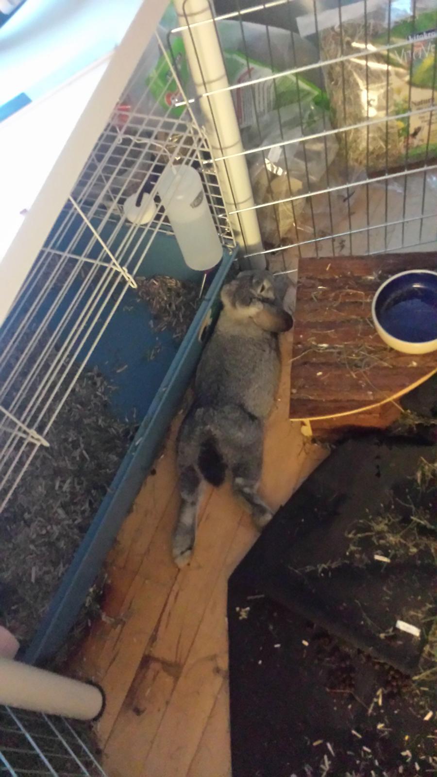 Kanin Har stadig intet billede 9