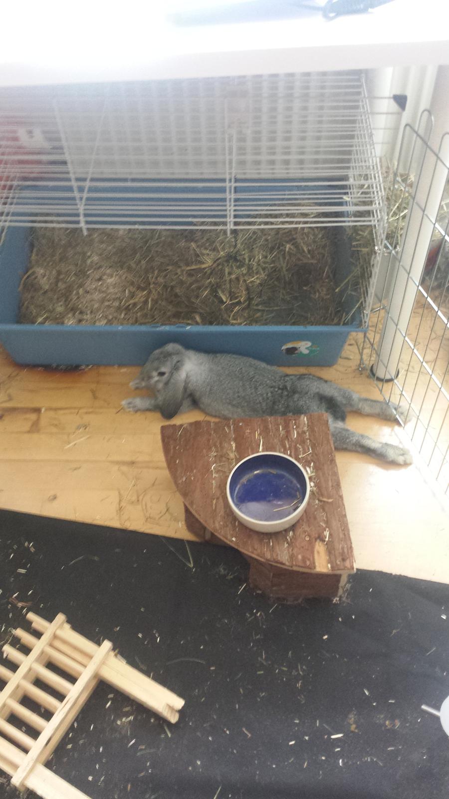 Kanin Har stadig intet billede 10