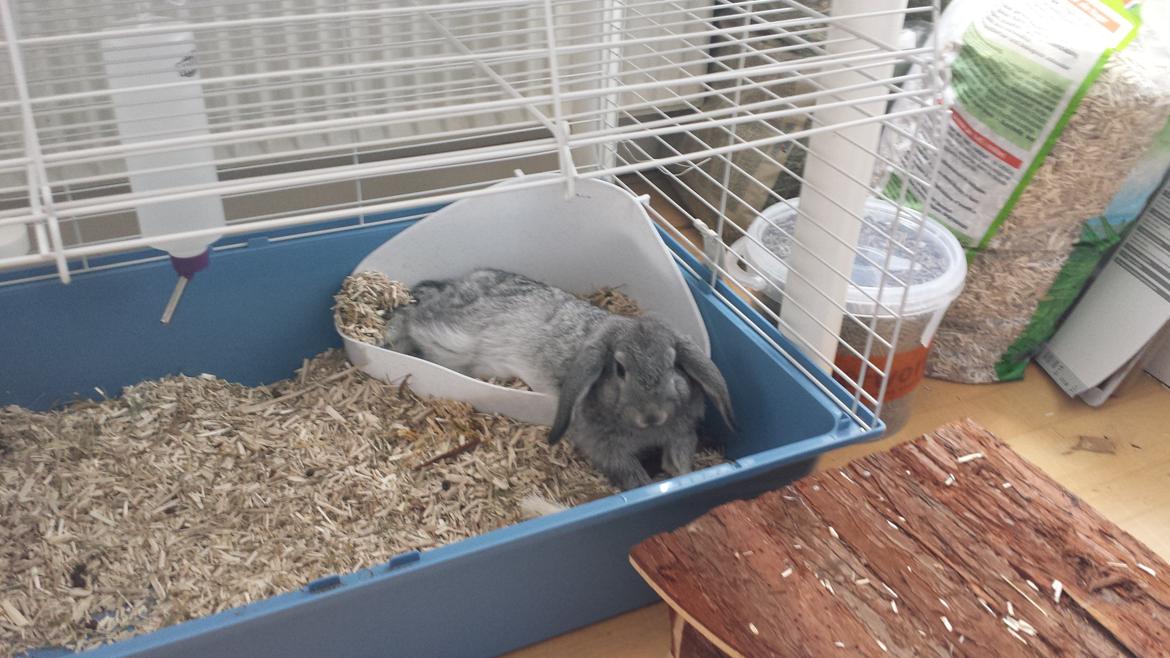 Kanin Har stadig intet - Hun er stortset holdt op med at bruge toilettet som hygge krog, kun sjældent hun ligger sig der :) billede 11