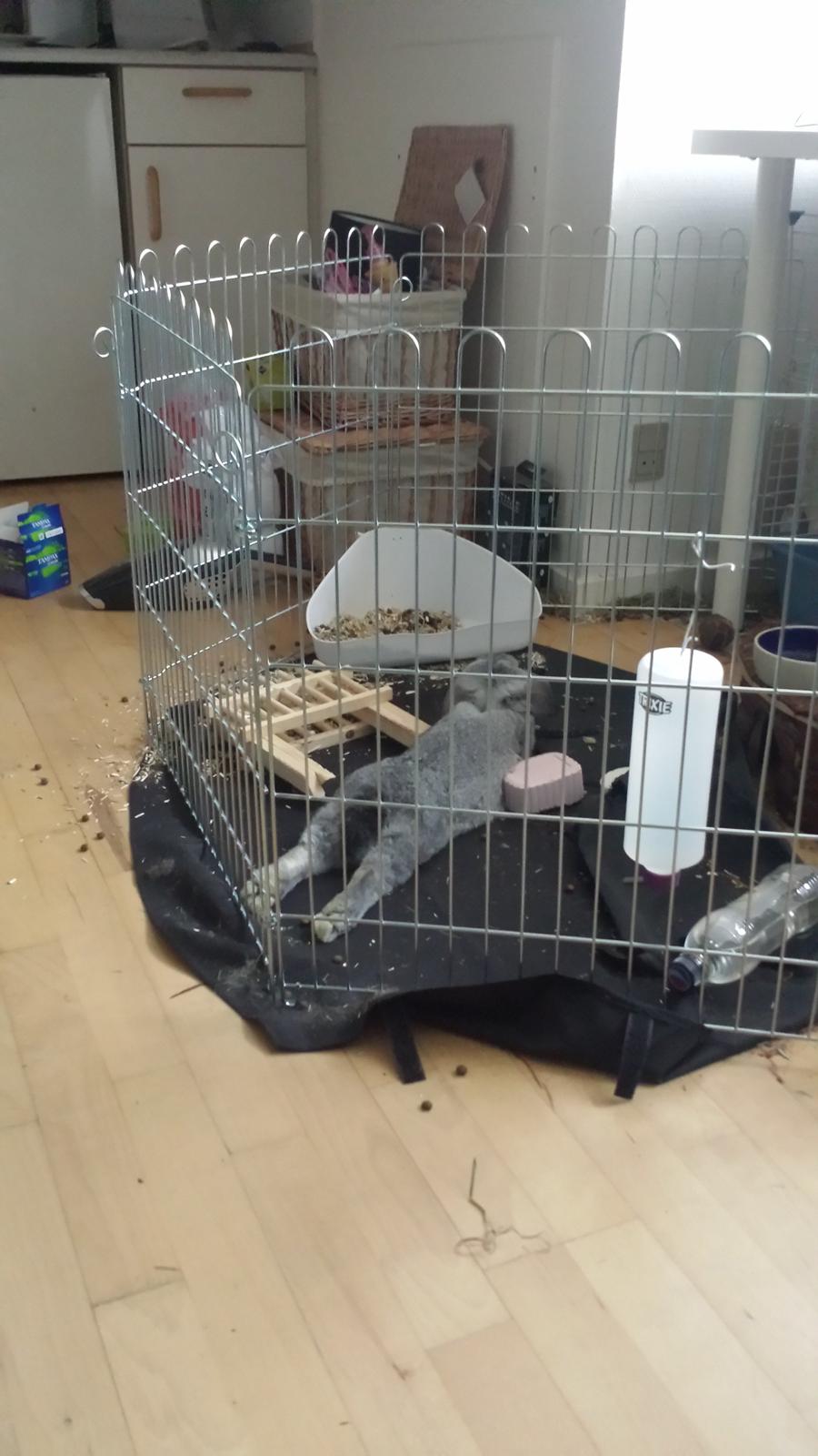 Kanin Har stadig intet - Sådan ligger hun stortset altid :P billede 12