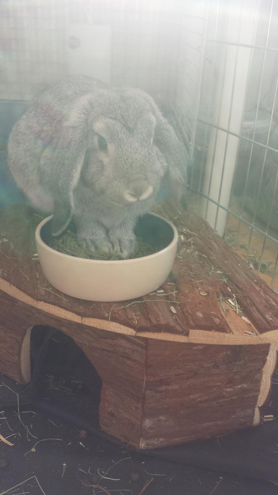 Kanin Har stadig intet billede 13