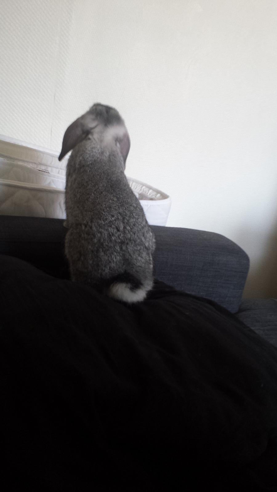 Kanin Har stadig intet - Så har hun fundet ud af at hoppe op i sofaen :) billede 15