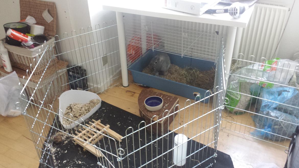 Kanin Har stadig intet - Hun har et lidt for lille bur, men som kompensation, har hun så fået denne løbe gård sat på i stedet, som hun altid har adgang til :-) billede 16