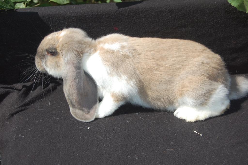 Kanin Fransk Vædder Isabella Kappetegnet billede 1