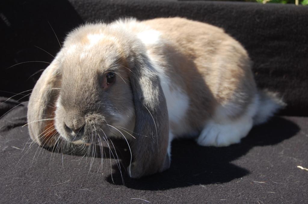 Kanin Fransk Vædder Isabella Kappetegnet billede 2