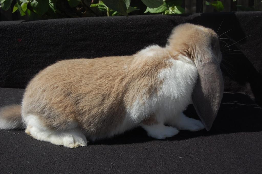 Kanin Fransk Vædder Isabella Kappetegnet billede 3