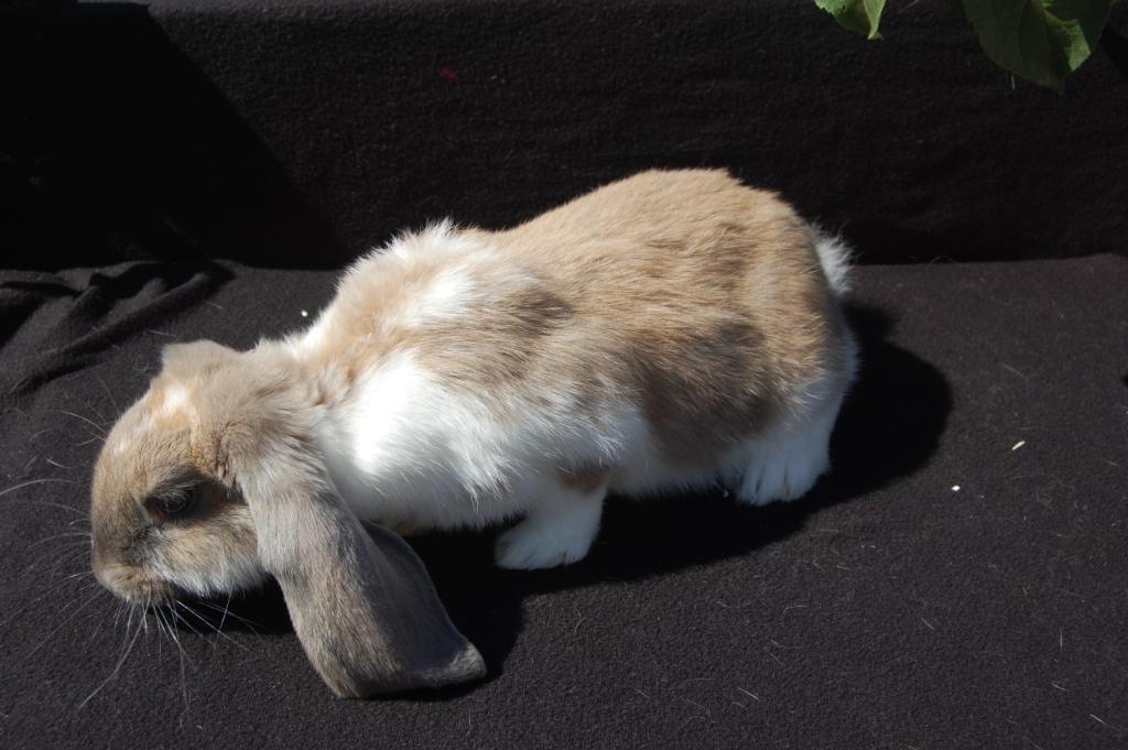 Kanin Fransk Vædder Isabella Kappetegnet billede 4