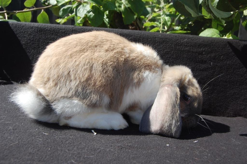 Kanin Fransk Vædder Isabella Kappetegnet billede 5