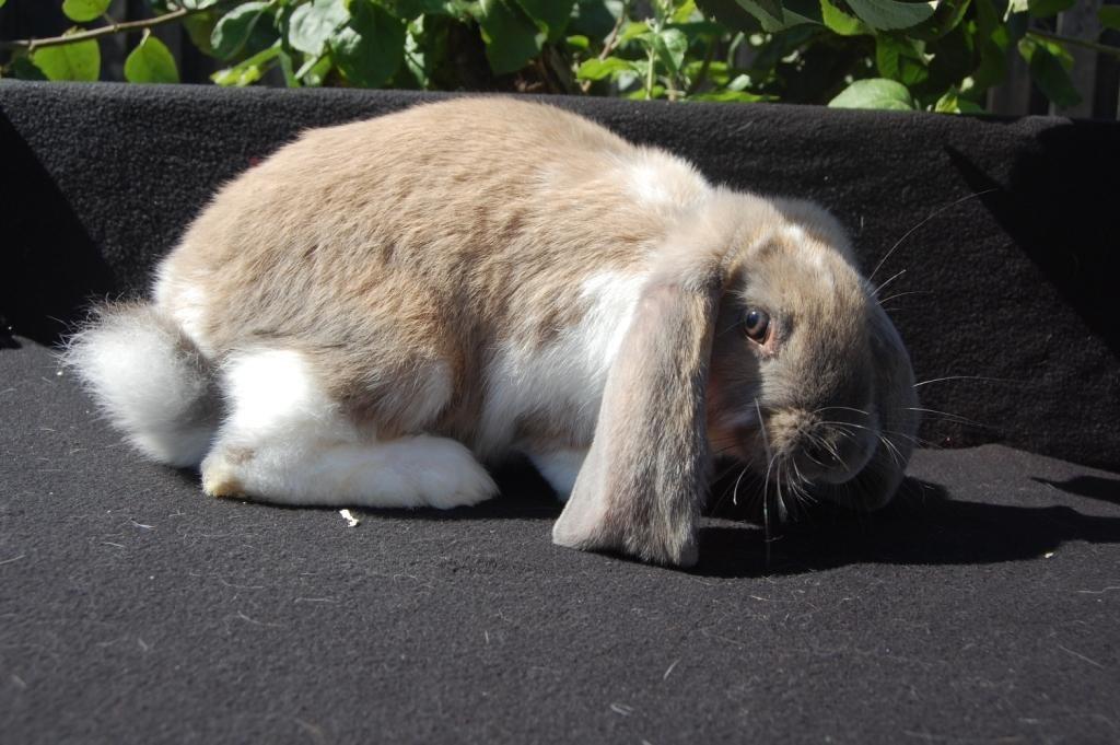 Kanin Fransk Vædder Isabella Kappetegnet billede 6