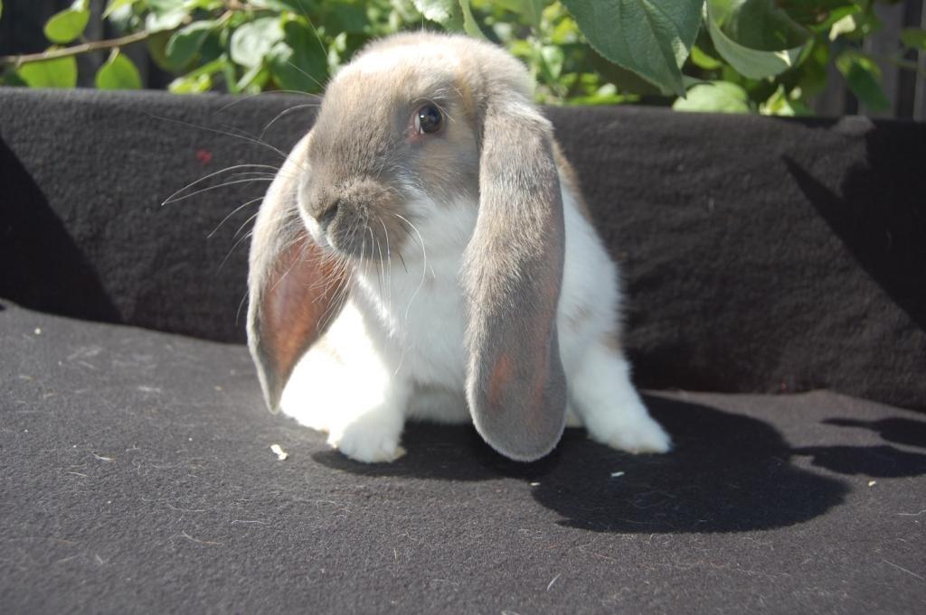 Kanin Fransk Vædder Isabella Kappetegnet billede 7