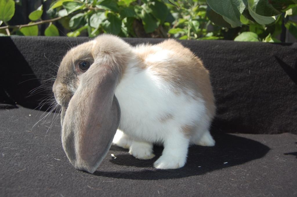 Kanin Fransk Vædder Isabella Kappetegnet billede 8