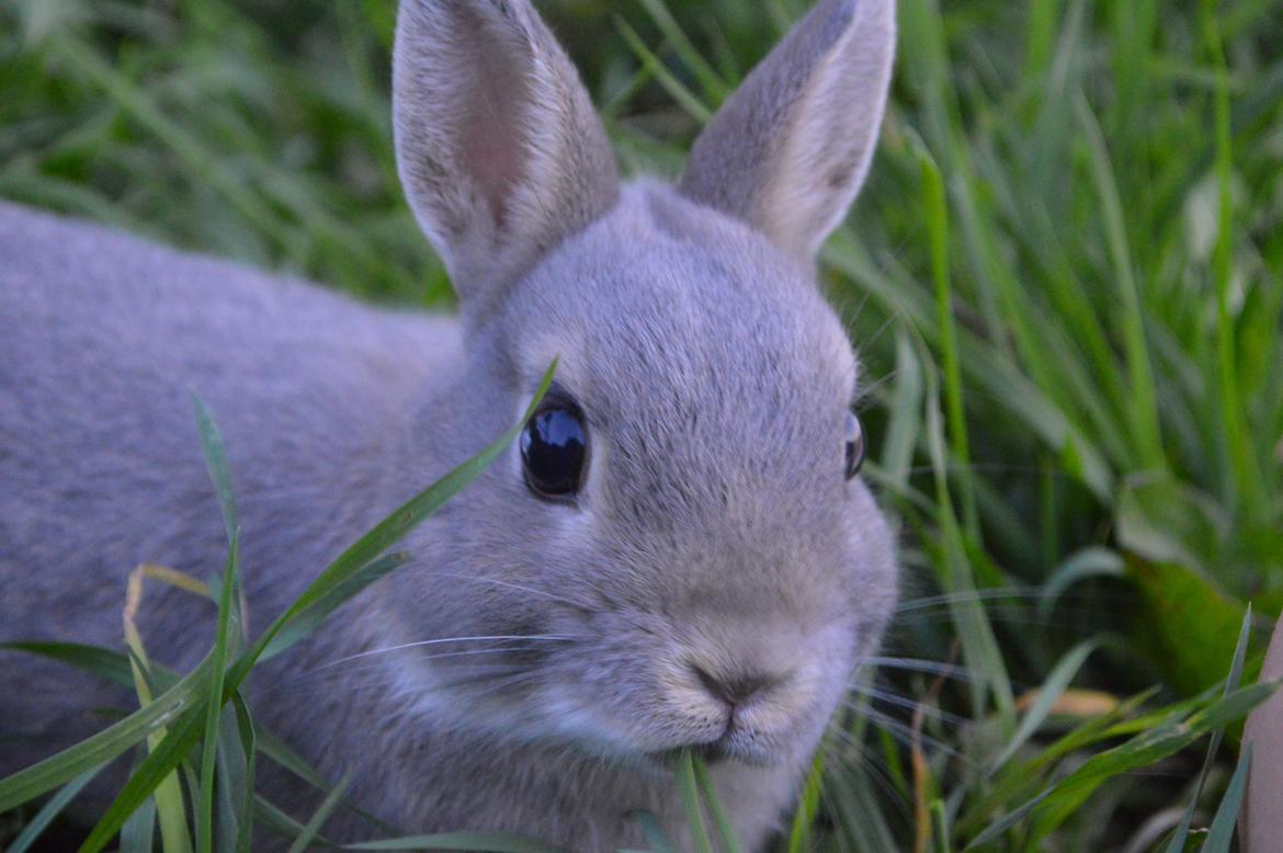 Kanin Ahrenkiels This Afternoon(Affe) billede 7